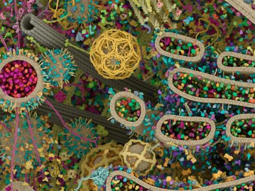 Самая детальная модель человеческой клетки. 06