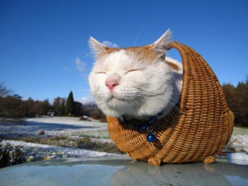 Широнеко - кот, который живет в Японии и считается одним из самых ленивых в мире. 01