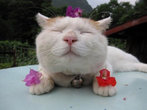 Широнеко - кот, который живет в Японии и считается одним из самых ленивых в мире. 09