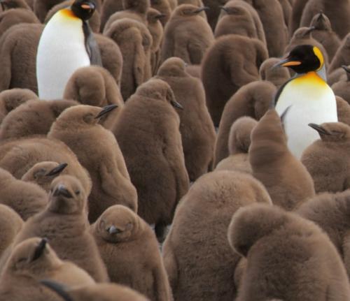Так называемые коричневые пингвины - вовсе не редкий или отдельный вид, как может показаться на первый взгляд. 02