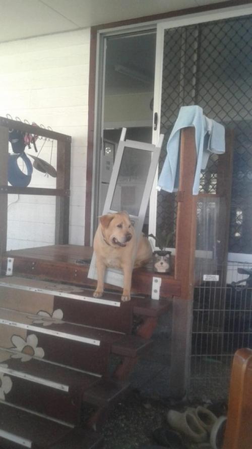 В Австралии пёс настолько разжирел, что застрял в двери и выломал её, став героем интернета. 02