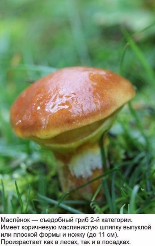 10 съедобных грибов. 08