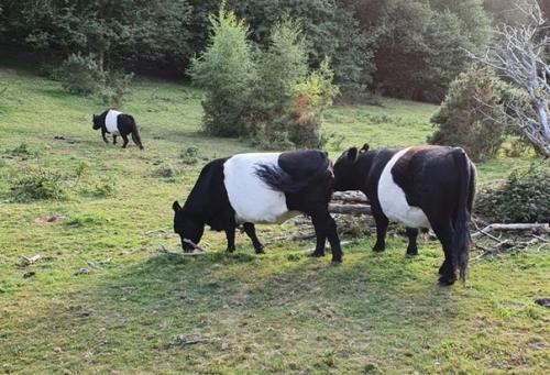 8 животных, которых природа раскрасила в момент полета бурной фантазии. 04