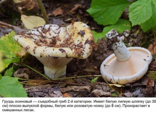 10 съедобных грибов. 02