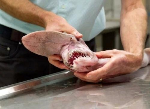 Акула - домовой или акула гоблин - рыба из далёкого прошлого, которая осталась до наших дней. 01