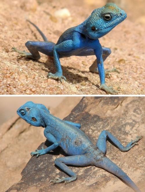 8 животных, которых природа раскрасила в момент полета бурной фантазии. 01