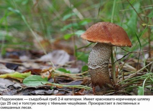 10 съедобных грибов. 06