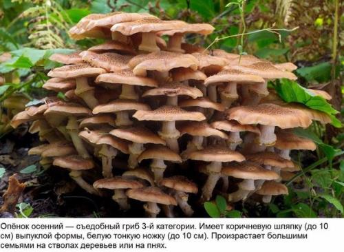 10 съедобных грибов. 03