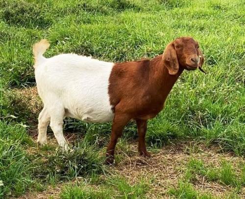 8 животных, которых природа раскрасила в момент полета бурной фантазии. 06