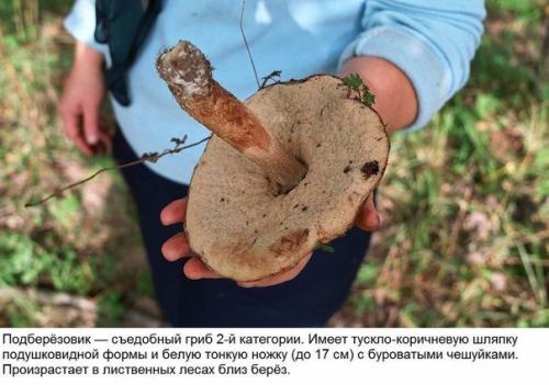 10 съедобных грибов. 09