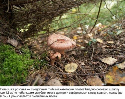 10 съедобных грибов.