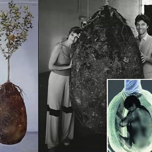 Необычная идея деревом после смерти стать. 01