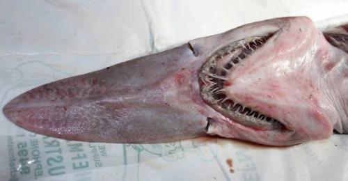 Акула - домовой или акула гоблин - рыба из далёкого прошлого, которая осталась до наших дней. 02