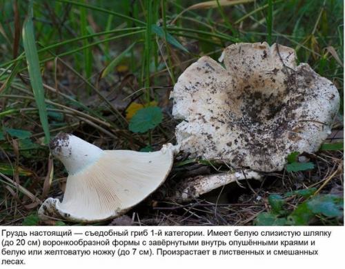 10 съедобных грибов. 05