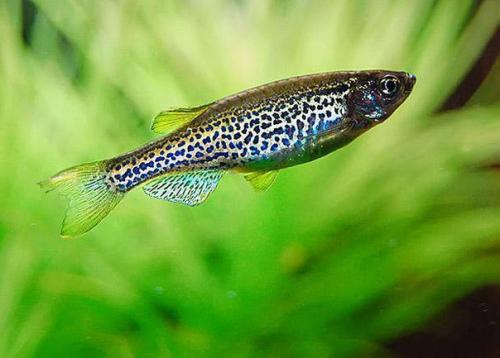 Серотонин помог данио - рерио восстановить разорванный спинной мозг.