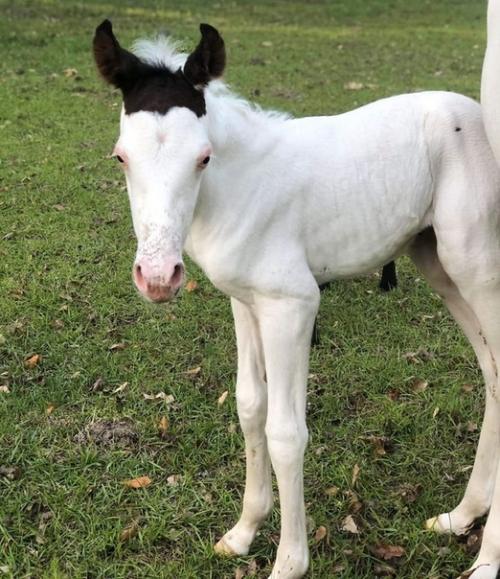 8 животных, которых природа раскрасила в момент полета бурной фантазии. 02