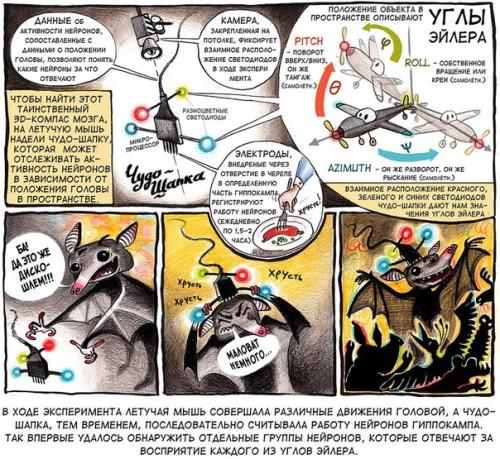 Удивительное рядом.  Никогда не знаешь, как видит окружающее пространство пролетающая мимо мышь. 01