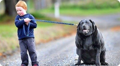 Сэмпсон - самая толстая собака Австралии.