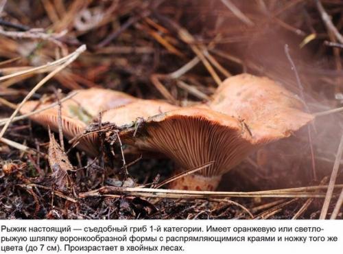 10 съедобных грибов. 07