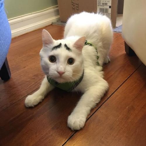 8 животных, которых природа раскрасила в момент полета бурной фантазии. 07