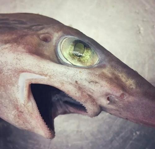 Акула - домовой или акула гоблин - рыба из далёкого прошлого, которая осталась до наших дней. 03