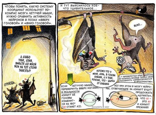 Удивительное рядом.  Никогда не знаешь, как видит окружающее пространство пролетающая мимо мышь. 04