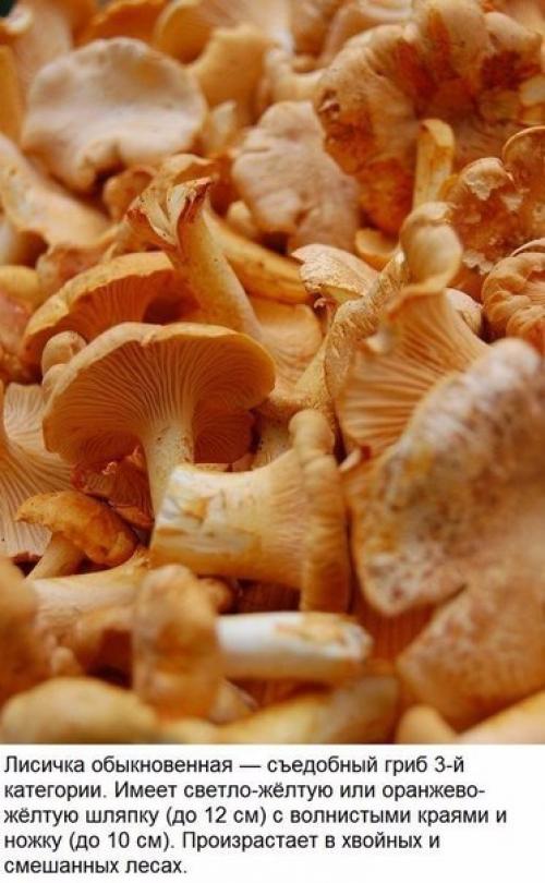 10 съедобных грибов. 01