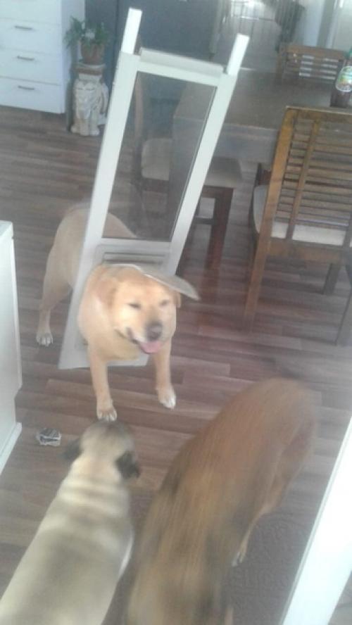 В Австралии пёс настолько разжирел, что застрял в двери и выломал её, став героем интернета. 01