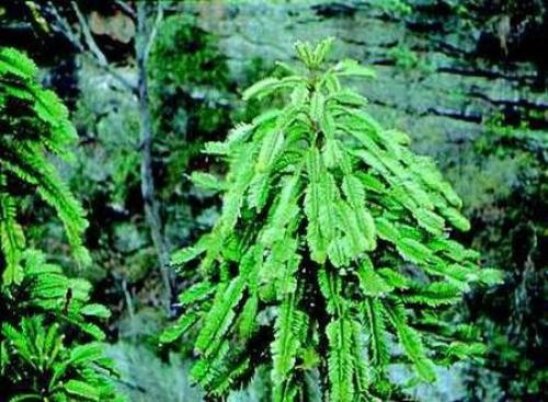 О природных аномалиях. 03