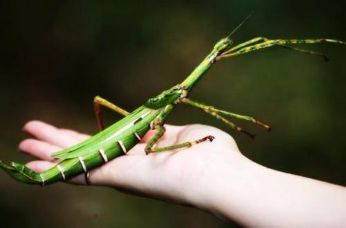 Гигантский палочник - считается самым длинным насекомым в мире.