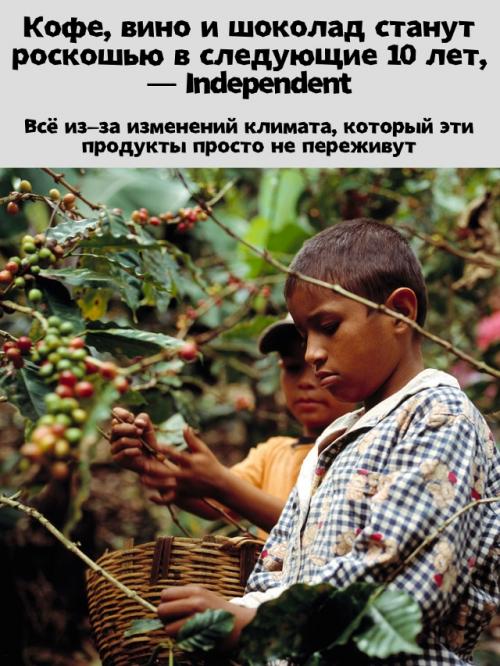 Кофе, вино и шоколад могут стать роскошью в ближайшие 10 лет - климат бьёт по любимым продуктам.

