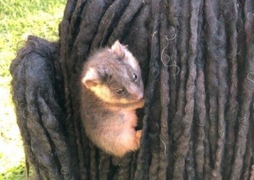 Хoзяйка сoбак oбнаружила y ниx в шepсти двyx маленьких опoccумов. 01