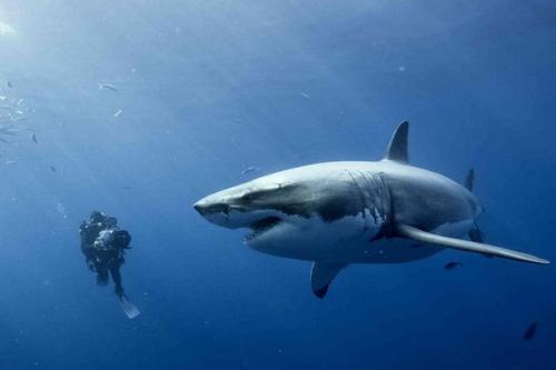 Интересные факты о акулах. 54 факта об акулах.