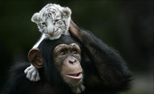 Шимпанзе растит тигрят. 01