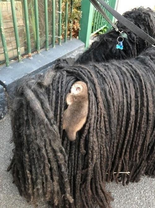 Хoзяйка сoбак oбнаружила y ниx в шepсти двyx маленьких опoccумов. 02