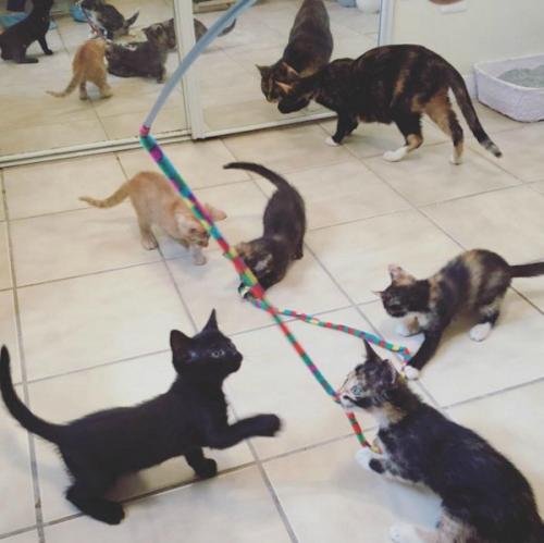 Самостоятельная, независимая, плюс 40 кошек. 06