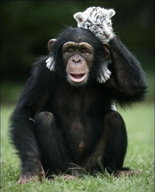 Шимпанзе растит тигрят. 06