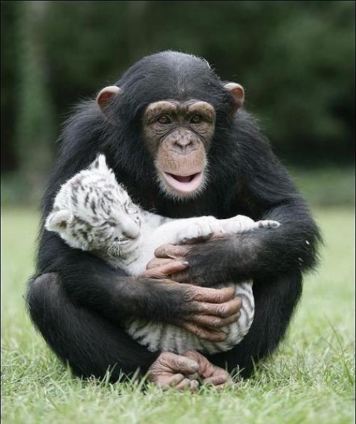 Шимпанзе растит тигрят.

