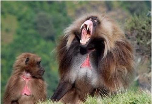 Гелады являются одним из впечатляющих Видов обезьян.