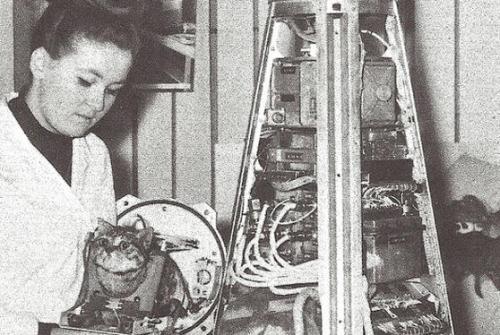 Фелисетт. Кошка - космонавт фелисетта.