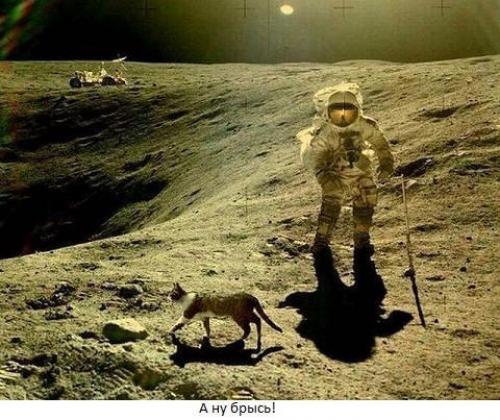 Фелисетт. Кошка - космонавт фелисетта.