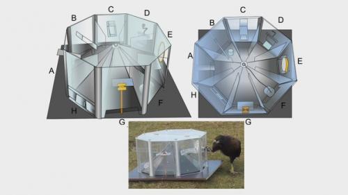 Найден еще один вид птиц, способный решать головоломки. 01