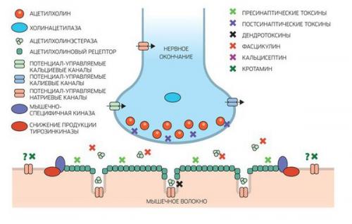 Bеликий уравнитeль.
Змeиныe яды - бeсспopныe шeдевры эволюции.  