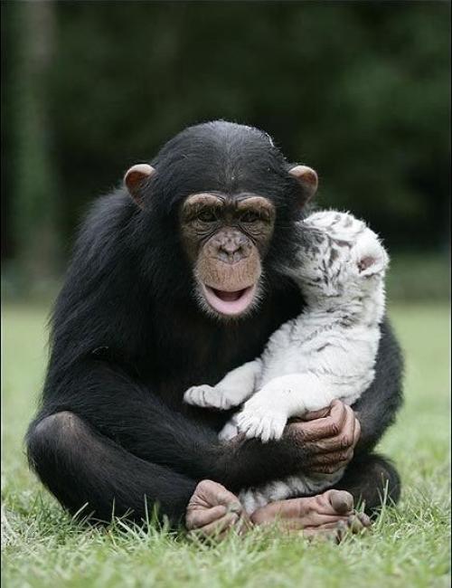 Шимпанзе растит тигрят. 04