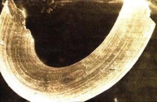 Самородный вольфрам нарады. 01 Самородный вольфрам нарады. 01