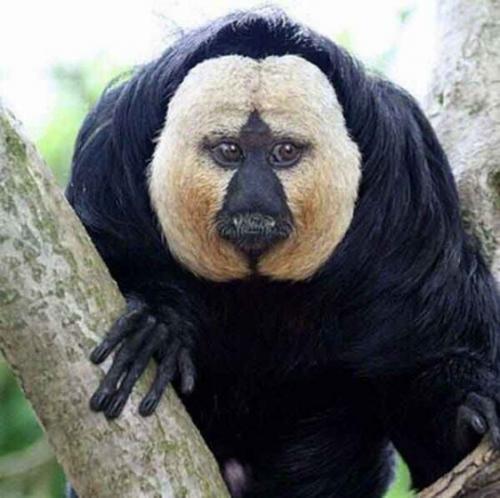 Белолицый саки (Saki Monkey).

