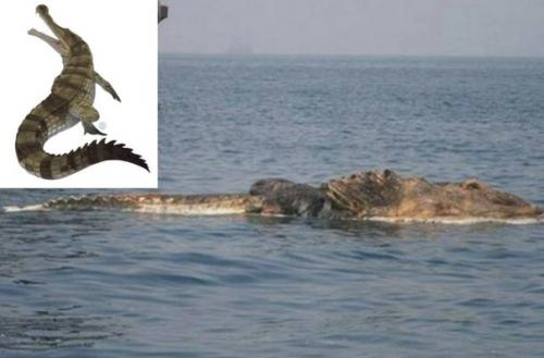 В 2011 г в персидском заливе моряки выловили труп гигантского доисторического динозавра. 01