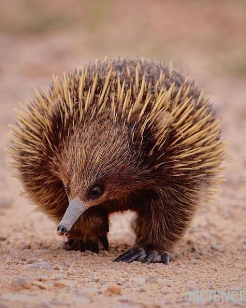 Ехидна - семейство млекопитающих из отряда однопроходных. 02