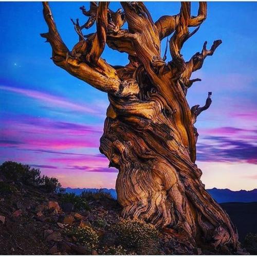 Фото: старейшие деревья мира. 02