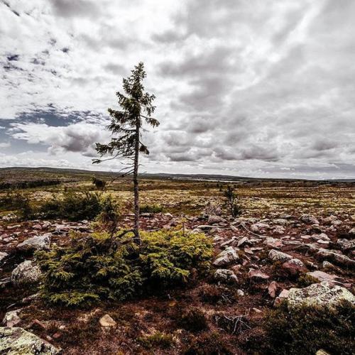 Фото: старейшие деревья мира. 04